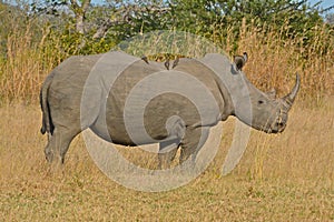Adult White Rhinoceros