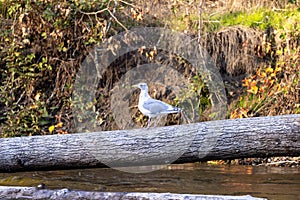 a adult white seagull standing on a log over a river