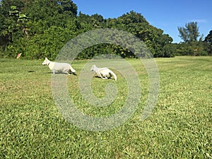 An Adult White Shepherd Dog and her Puppy Playing