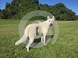 Adult White Shepherd Dog and Puppy with Frisbee on Green Grass