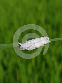 Adult of white stem borer injure on paddy rice in Viet Nam.