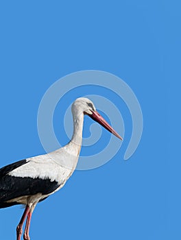 An adult White Stork, Ciconia ciconia, perched.