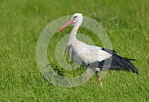 Adult White stork Ciconia ciconia walks in deep and tall lush summer grass