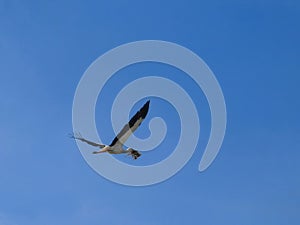 Adult white stork in flight carrying a twig in its beak for building a nest