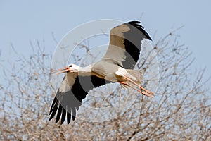 Adult white stork in flight Ciconia ciconia in Spain