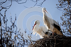 Adult white stork in flight Ciconia ciconia in Spain