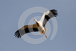 Adult white stork in flight Ciconia ciconia in Spain