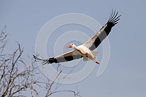 Adult white stork in flight Ciconia ciconia in Spain