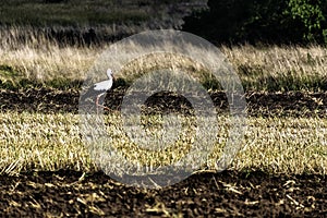 Adult white stork looking for a diner - Choczewo, Pomerania, Poland