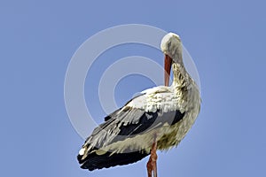 Adult white stork on the street lamp - Choczewo, Pomerania, Poland