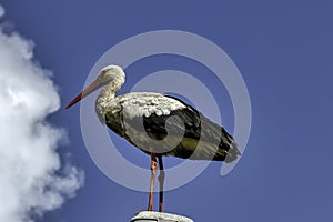 Adult white stork on the street lamp - Choczewo, Pomerania, Poland