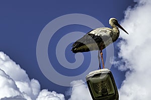 Adult white stork on the street lamp - Choczewo, Pomerania, Poland