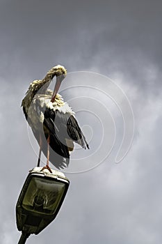 Adult white stork on the street lamp - Choczewo, Pomerania, Poland