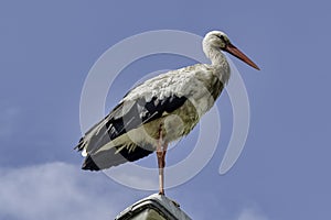 Adult white stork on the street lamp - Choczewo, Pomerania, Poland