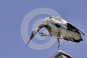 Adult white stork on the street lamp - Choczewo, Pomerania, Poland