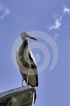 Adult white stork on the street lamp - Choczewo, Pomerania, Poland