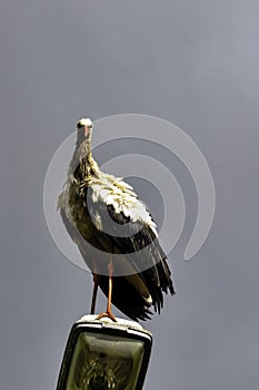 Adult white stork on the street lamp - Choczewo, Pomerania, Poland