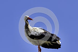 Adult white stork on the street lamp - Choczewo, Pomerania, Poland