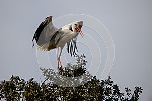 Adult white stork taking flight Ciconia ciconia in Spain