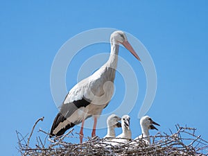 Adult white stork and three small hatchlings Zygonino that poke their heads above the nest anxiously await the arrival of the ot