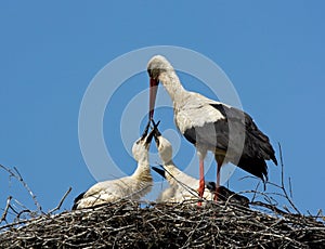 Adult White storks feeding chicks