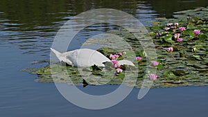 Adult white swan swimming through the Lilly Pads