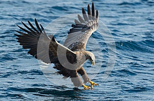 Adult White-tailed eagle fishing. Blue Ocean Background.