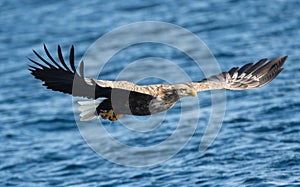 Adult White-tailed eagle fishing. Blue Ocean Background. Scientific name: Haliaeetus albicilla, also known as the ern, erne, gray