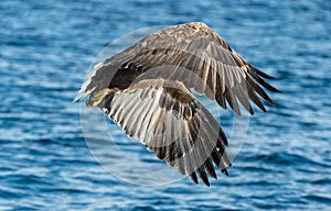 Adult White-tailed eagle fishing. Blue Ocean Background. Scientific name: Haliaeetus albicilla, also known as the ern, erne, gray