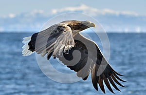 Adult White-tailed eagle in flight.