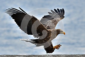Adult White-tailed eagle in flight.
