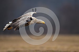 Adult white-tailed eagle in flight