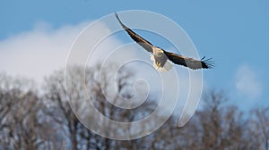 Adult White-tailed eagle in flight. Blue sky background