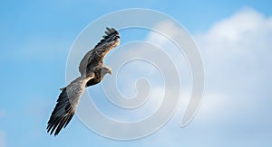 Adult white tailed eagle in flight. Blue sky background.