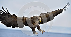 Adult White-tailed eagle in flight. Blue sky background.