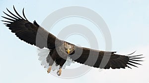 Adult White-tailed eagle in flight. Blue sky background. Scientific name: Haliaeetus albicilla, also known as the ern, erne, gray