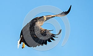 Adult White-tailed eagle in flight. Blue sky background. Scientific name: Haliaeetus albicilla, also known as the ern, erne, gray