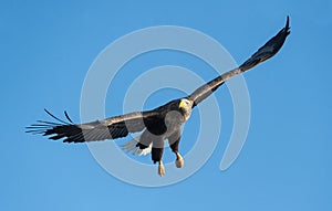 Adult White-tailed eagle in flight. Blue sky background. Scientific name: Haliaeetus albicilla, also known as the ern, erne, gray