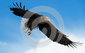 Adult White-tailed eagle in flight. Blue sky background. Scientific name: Haliaeetus albicilla, also known as the ern, erne, gray