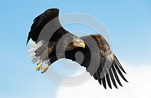 Adult White-tailed eagle in flight. Blue sky background. Scientific name: Haliaeetus albicilla, also known as the ern, erne, gray