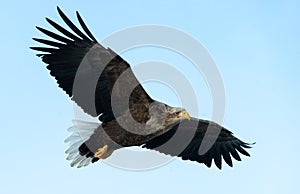Adult White-tailed eagle in flight. Blue sky background. Scientific name: Haliaeetus albicilla, also known as the ern, erne, gray