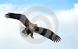 Adult White-tailed eagle in flight. Blue sky background. Scientific name: Haliaeetus albicilla, also known as the ern, erne, gray