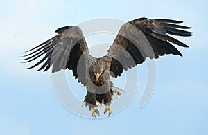 Adult White tailed eagle in flight. Front. Blue sky and ocean background.