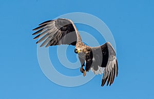 Adult White-tailed eagle in flight. Front view.