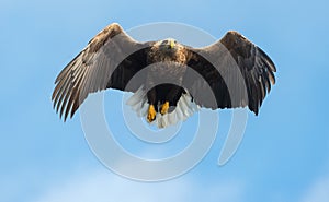 Adult White-tailed eagle in flight. Front view. Blue sky background. Scientific name: Haliaeetus albicilla, also known as the ern