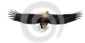Adult White-tailed eagle in flight. Front view. Isolated on White background.