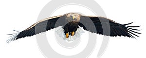 Adult White-tailed eagle in flight. Front view. Isolated on White background.