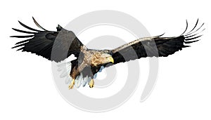 Adult White-tailed eagle in flight. Front view. Isolated on White background.