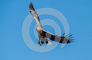 Adult White-tailed eagle in flight. Front view. Sky background. Scientific name: Haliaeetus albicilla, also known as the ern, erne