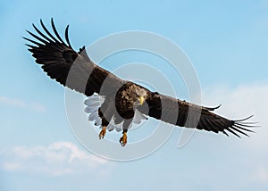 Adult White-tailed eagle in flight. Front view. Sky background. Scientific name: Haliaeetus albicilla, also known as the ern, erne